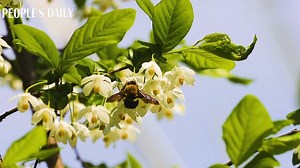 1.9K views · 170 reactions | Bell-like flowers dangle on the Sinojackia xylocarpa, or Jacktree, near Xuanwu Lake in Nanjing, east China's Jiangsu Province, attracting local residents to appreciate its annual beauty. The tree, also a Nanjing local, is endemic to Jiangsu. | People's Daily, China | Facebook