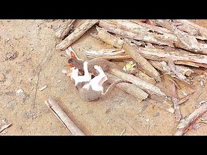 Funny Cat Videos for kids try not to laugh #FunnyCats #Meow #cutecatvideos