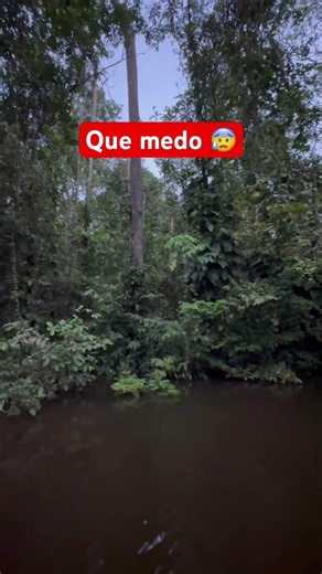 Floresta amazônica.