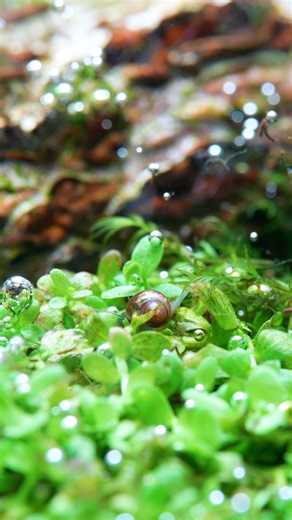 Buce Plant on Instagram: "Do you keep pest snails in your tank? 🤔 “Pest snails” often get a bad rep, but in balanced numbers, they’re actually part of a healthy aquarium! They clean up leftover food, algae, and detritus. When their population starts to explode, though, it’s time to start thinning them out and bringing things back into balance. We’re using Dr. Tank Snail Remover in our UNS 60C to achieve this before we add any fish to this tank! Although it’s safe for most shrimp & fish, we want