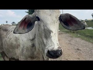 This Cow Feeding Looks So Peaceful and Natural 🌿 - Hoof doctor TV video