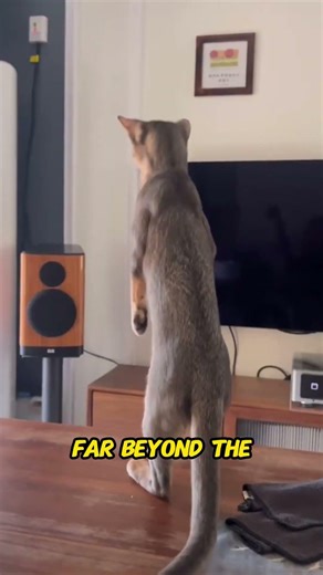 How Cats Hear High Frequencies