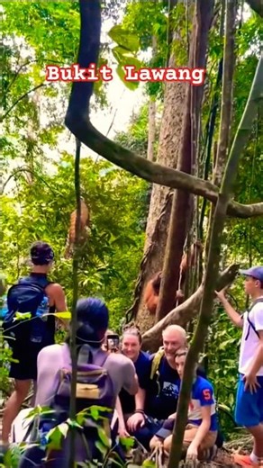 the charm of Lawang Hill with forests and primates#shorts#viralshorts#shortsfeed