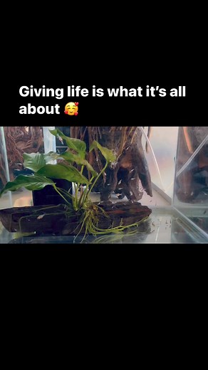 2.9K views · 31 reactions | Baby yuan bao and Texas fries are doing well | The Great Amazon | Facebook