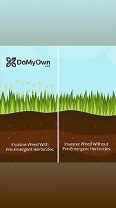 Check out how pre-emergent herbicides work to keep your yard weed free ✅Visit https://bit.ly/3PpKQkh to save 10% Off pre-emergent weed control at DoMyOwn. *Some exclusions apply | Domyown.com - DIY Pest Control, Lawn Care, and More | Facebook