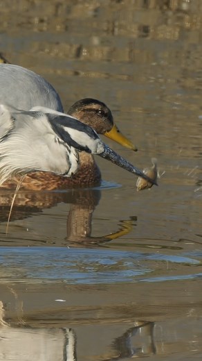 21K views · 294 reactions | The Grey Heron FINALLY caught a flatfish (after I followed it for ages) only for the other birds to conspire to ruin the shot - Mallard in the background and a Black Headed Gull in the foreground for good measure! | UK Wildlife | Facebook
