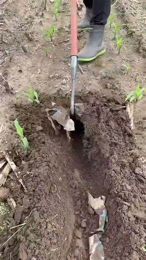 Endless farm work, it’s not easy for farmers