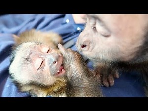 Baby Monkey Falls Asleep Talking to Big Brother! (CUTE)