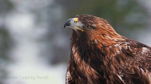 3.9K views · 641 reactions | The Golden #Eagle is the national bird of 5 countries, including Mexico. But this inspiring bird needs continued protection and conservation efforts. Learn more about this species for #SavetheEaglesDay: https://abcbirds.org/bird/golden-eagle Video: Golden Eagle by Pond5 | American Bird Conservancy | Facebook