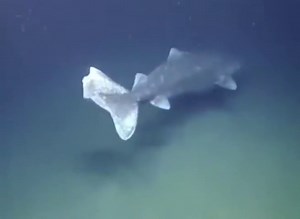 A Greenland Shark, aged 392 years, found in the Arctic Ocean, has roamed the waters since 1627.