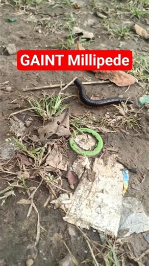 RAREST 1000 Legs Insect Found! The GIANT African Black Millipede