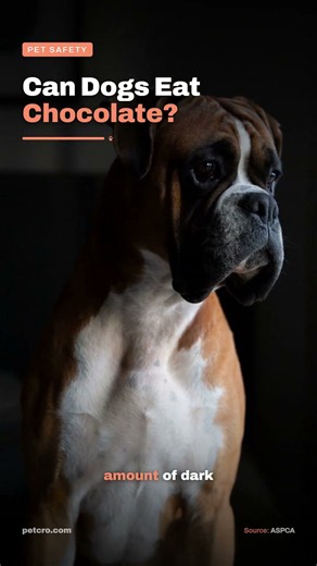 Can Dogs Eat Chocolate? 🍫 How Much Is Toxic & the Warning Signs