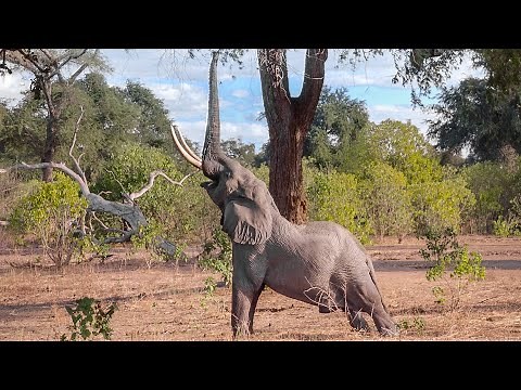 Amazing Wildlife Safari in Mana Pools | Kanga and Nyamatusi Mahogany Camp | Zimbabwe 2021 | 4K Video