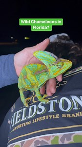 Who else just loves Chameleons?! #Chameleon #VeiledChameleon #FloridaChameleon #Herping #Reptiles #Florida #Wildlife #Everglades #ExoticPets | Juno Brandon