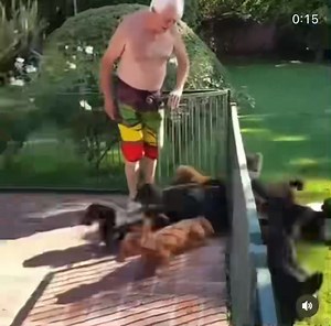 4.5K views · 261 reactions | Pool party 朗 | Dachshund World | Facebook