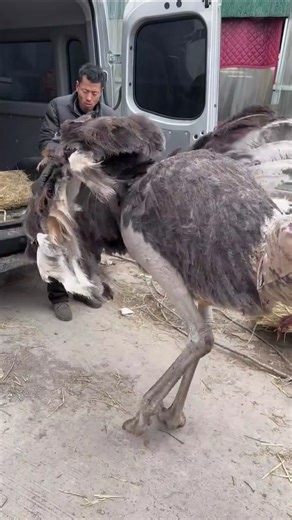 Ostrich Running Fast 🐦💨Funny Farm Chase 😂Wild Bird Action# yt short video