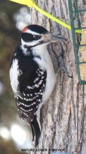 Hairy woodpecker close up #shorts #cute #woodpecker