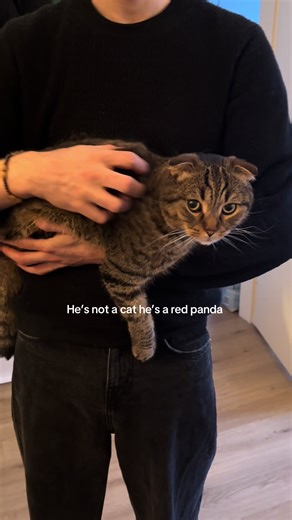 Meet Our Adorable Red Panda at Home!