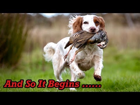 Gundog Training - Time To Get The Running Shoes on!