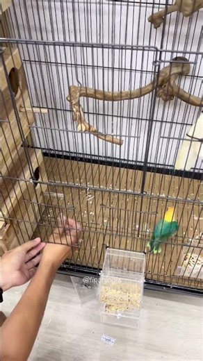 Preparing a breeding cage for a pair of lovebirds. #lovebird #aviary #birdbreeding #birdlife #parrot