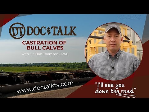 DocTalk Ep 318 - Castration of Bull Calves