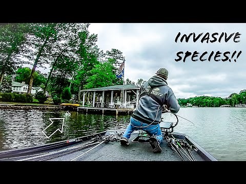 Fishing for INVASIVE SPECIES on a POPULAR LAKE!! || Lake Gaston Fall Bass Fishing
