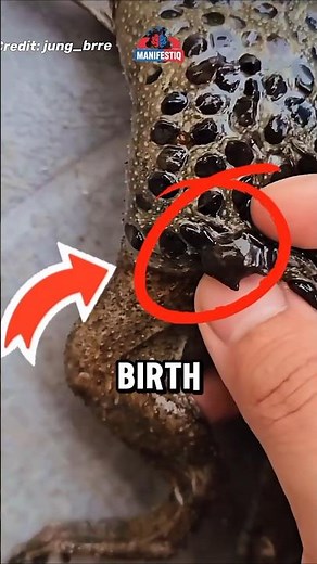 Giving Birth Through the Back?! #facts #animalfacts #wildlife