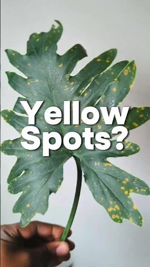 Yellow Halos on Philodendron? 🟡 Spot Bacterial Leaf Spot! #plantcare