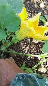 How to prune squash #farming #pruningsquash