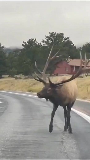 Deer bowing to humans are believed to be attacking humansanimals pets rescue fyp humans ZoomieZoo | Crazy Panda