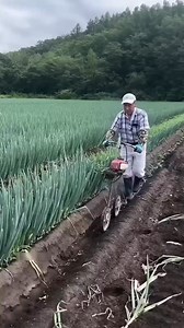 Green Gold: Traditional Chinese Green Onion Harvesting Techniques! #GreenOnionGold #SustainableFarming #TraditionalHarvest #ChineseAgriculture #EcoFriendlyFarming | Gayle’s Smart Ideas