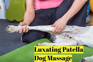 Luxating Patella Dog Massage: The Complete Guide For Optimal Health - UsPetCares