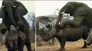 Un éléphant en rut grimpe sur un rhinocéros