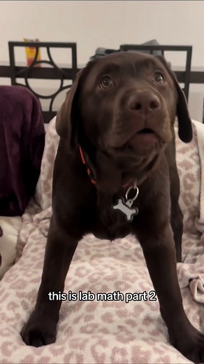 Lab Math 101: Understanding Your Labrador's Growth at 4 Months