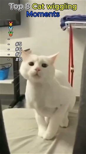 You Won’t Believe How These Cats Wiggle… Until You See It 😳🐱 #catfails #cat #hilariousfails