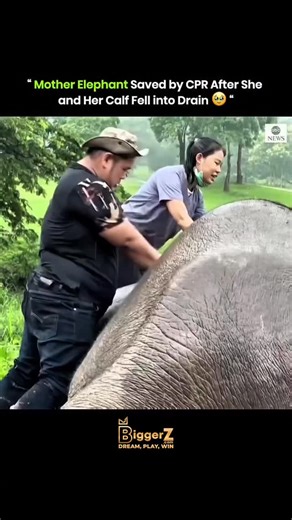 @explains.everything on Instagram: "A mother elephant and her one-year-old calf fell into a concrete drain at a golf course in Nakhon Nayok, Thailand, during monsoon rains. The calf slipped first, and the mother fell shortly after while trying to stay close. Veterinarians, national park staff, and volunteers acted quickly, performing CPR on the unconscious mother. They used a truck-mounted boom lift to lift her out and administered CPR on top of her. Both elephants were rescued safely. . . via :