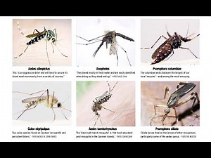 Morphological criteria of different Types mosquito species