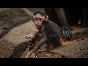 Watch Rare Baby Monkey Get Hair Pulled Right After Being Born