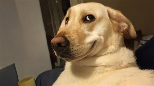 Dogs act extra silly in the funniest moments ever