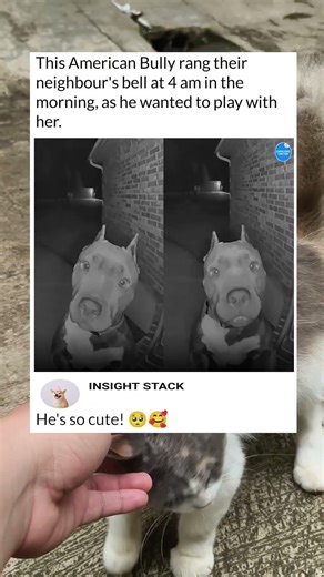 What would you do if a dog rang your doorbell at 4am? 🤔