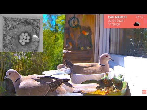 24.04. Vögel und Nistkasten am Fensterbrett 🐦 Die Vogelwelt live & ganz nah erleben