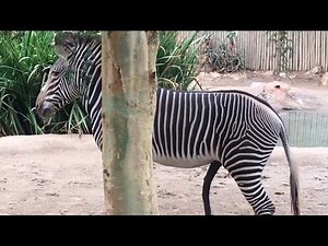 Zebra Meeting First Time Try At Zoo HD