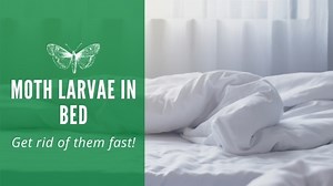 Moth Larvae in Bed (Bed Worms): How to Get Rid of Them