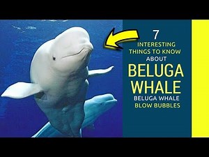 Beluga whale fun facts Amazing facts about Beluga whale