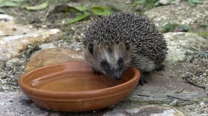 Igel im Herbst richtig füttern – Expertin verrät die besten Tipps