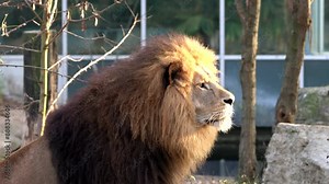 The lion, Panthera leo is one of the four big cats in the genus Panthera and a member of the family Felidae.