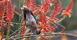 Should we cull noisy miners? These native honeyeaters still outsmart us