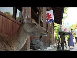 奈良公園(Nara Park)