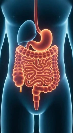 Long believed to be useless, the human appendix is now understood to serve an important function in the immune system. Medical research suggests the appendix acts as a reservoir for beneficial gut bacteria. After severe digestive infections, it may help repopulate the intestines with healthy microbes. It also contains lymphoid tissue, which contributes to immune system activity — particularly during early development. While people can live normally without it, the appendix is no longer considere
