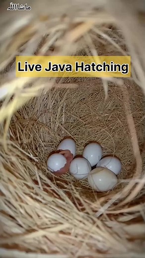 Java Sparrows Hatch: Exciting News on Bird Breeding
